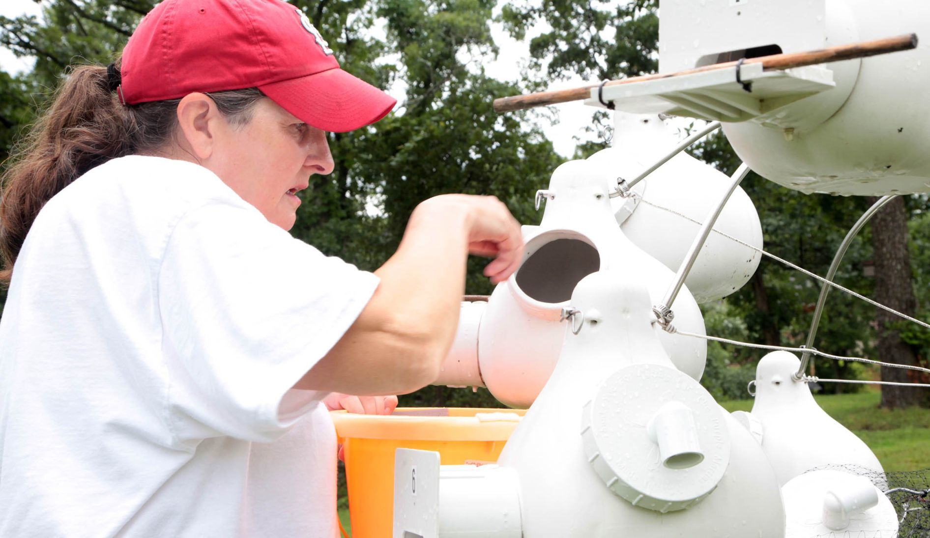 Purple martin banding